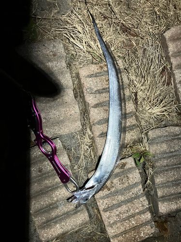 タチウオの釣果