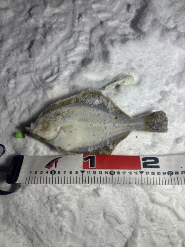 イシガレイの釣果