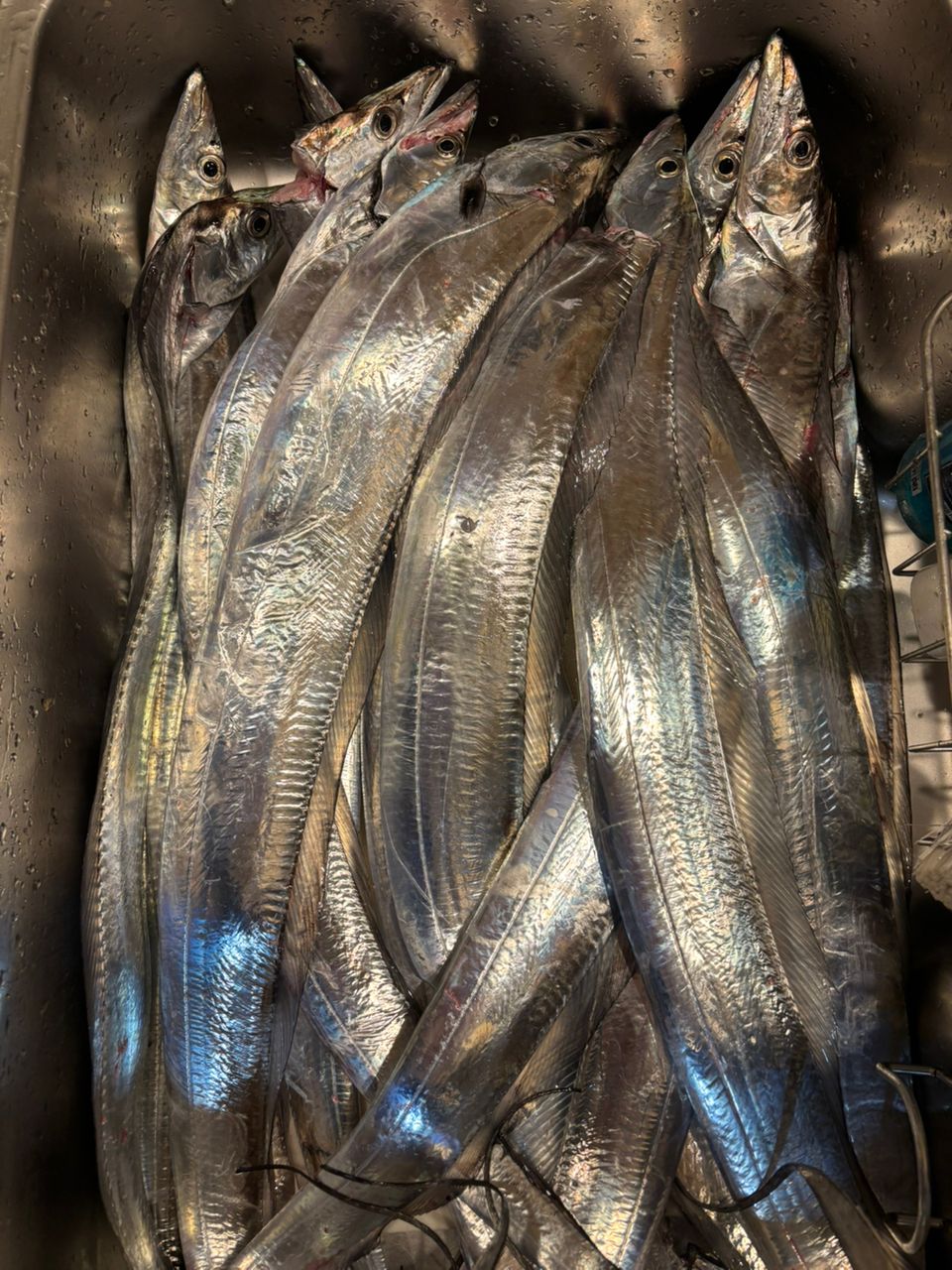 イカジロ–さんの釣果 1枚目の画像