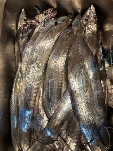 タチウオの釣果