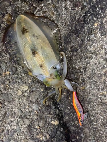 アオリイカの釣果