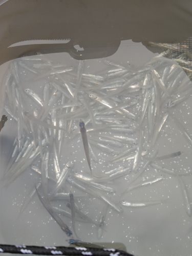 カタクチイワシの釣果