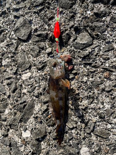 アナハゼの釣果