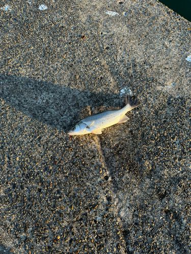 セイゴ（マルスズキ）の釣果