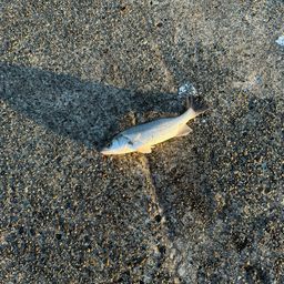 セイゴ（マルスズキ）