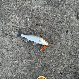 セイゴ（マルスズキ）