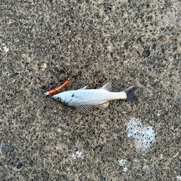 セイゴ（マルスズキ）