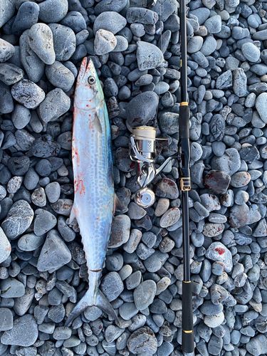サワラの釣果
