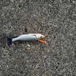 セイゴ（マルスズキ）