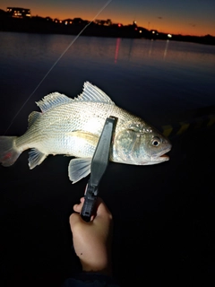 イシモチの釣果