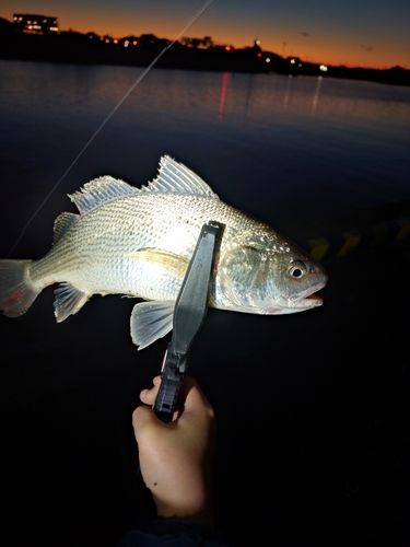 イシモチの釣果