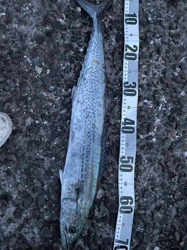 サワラの釣果