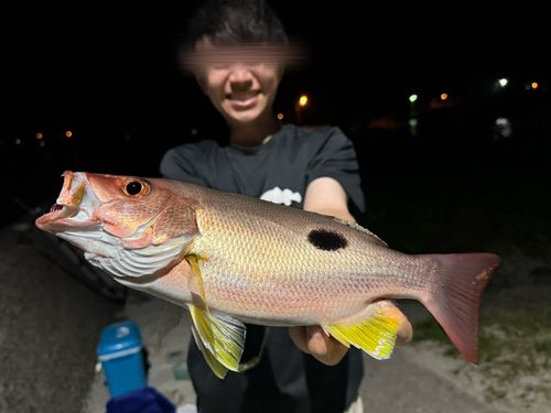 イッテンフエダイの釣果