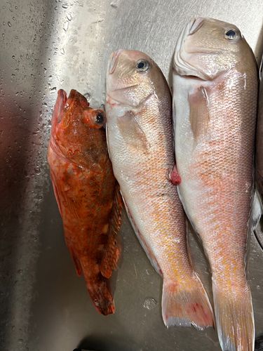 シロアマダイの釣果