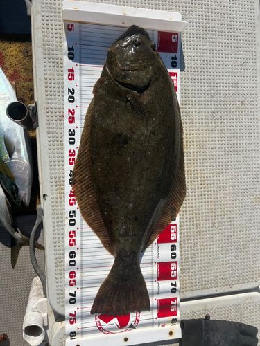 ヒラマサの釣果