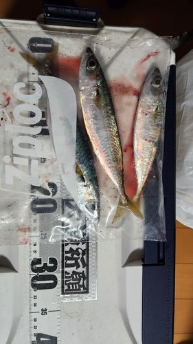 サバの釣果