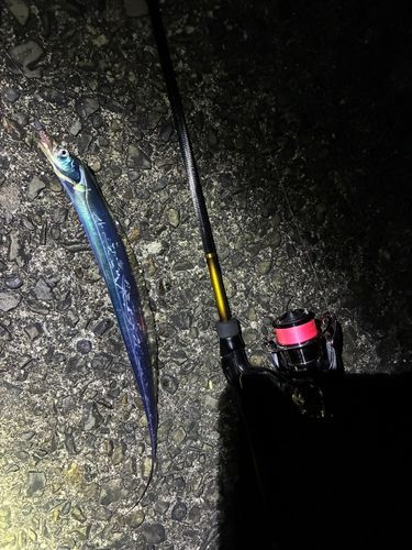 タチウオの釣果