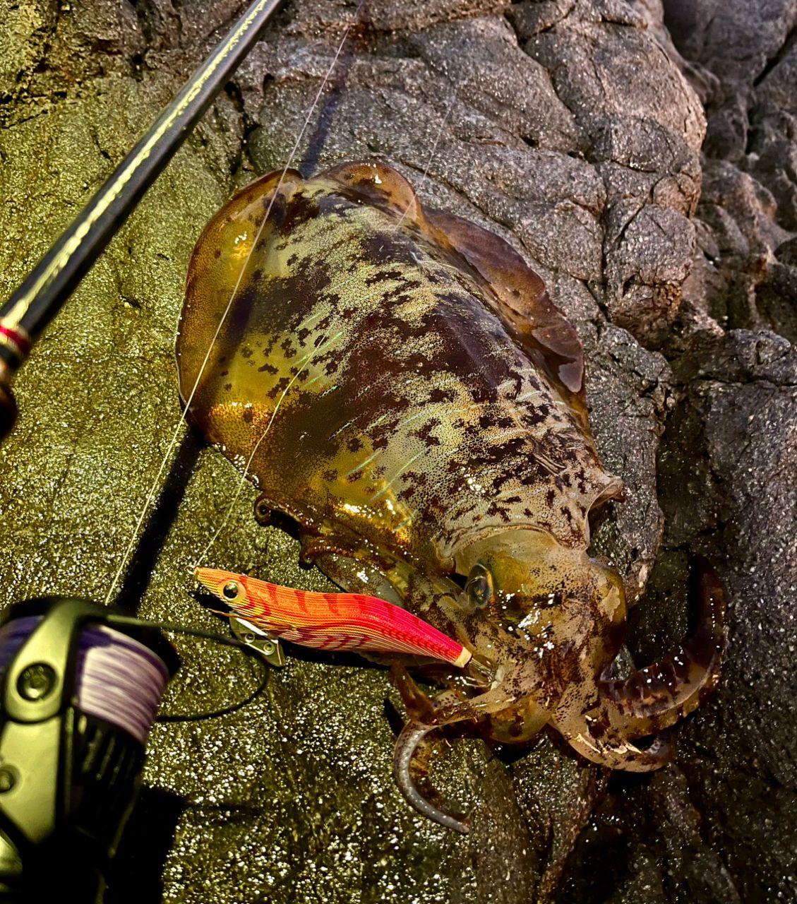 Gamakatsu 23ラグゼ EG X アルティメイト S86ML-solidの最安値