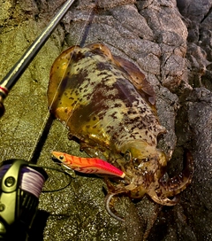 アオリイカの釣果