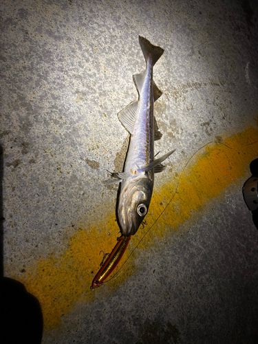 スケトウダラの釣果