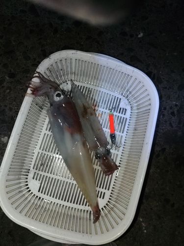ヤリイカの釣果