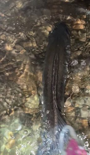 フッコ（マルスズキ）の釣果