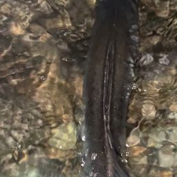 フッコ（マルスズキ）