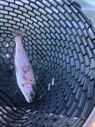 ニジマスの釣果