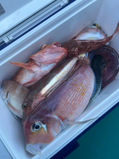 アカアマダイの釣果