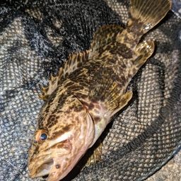 タケノコメバル