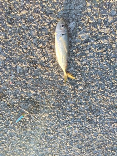 マアジの釣果
