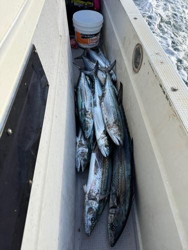 サワラの釣果