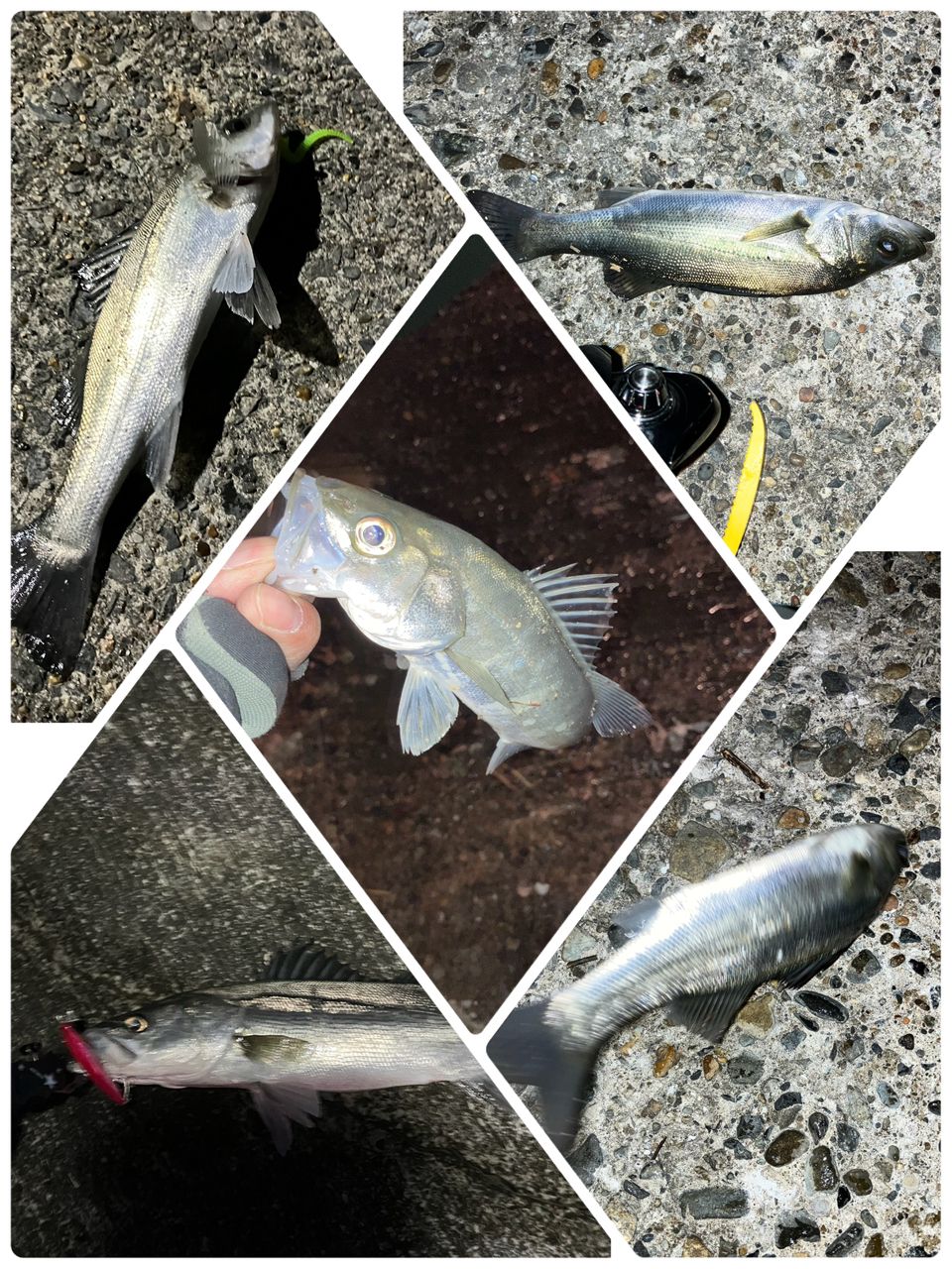 セイゴ（マルスズキ）