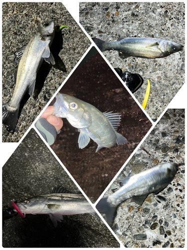 セイゴ（マルスズキ）の釣果