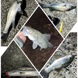 セイゴ（マルスズキ）