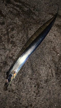 タチウオの釣果