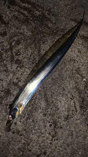 タチウオの釣果