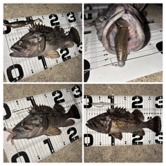 クロソイの釣果