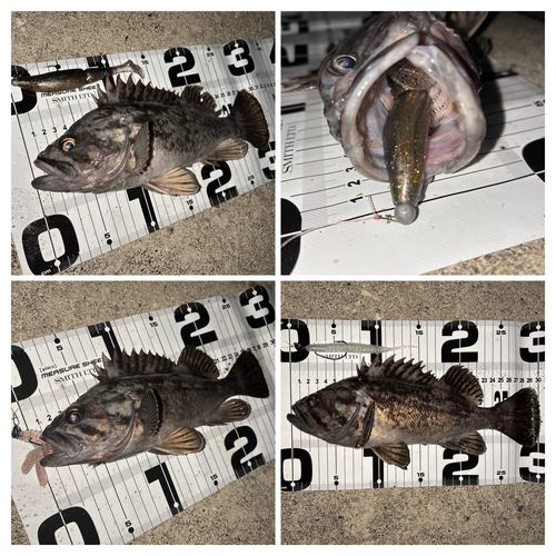 クロソイの釣果