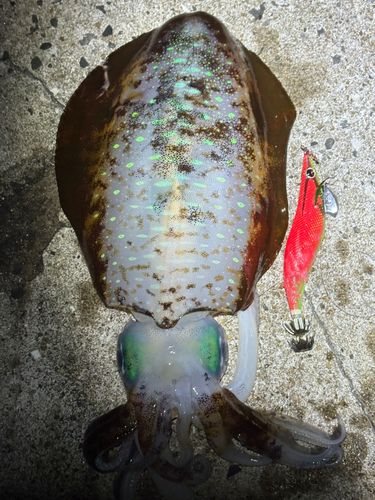 アオリイカの釣果