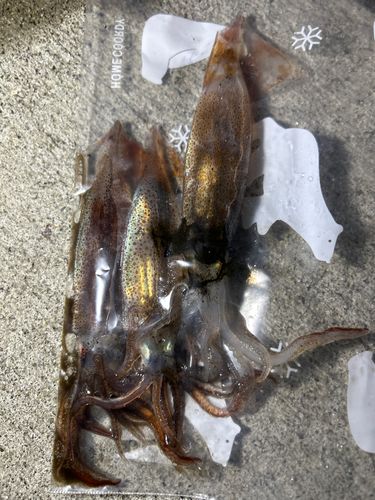 ヤリイカの釣果