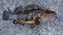 ベッコウゾイの釣果