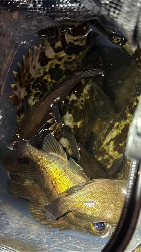 メバルの釣果