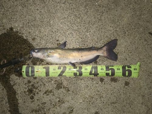 アメリカナマズの釣果