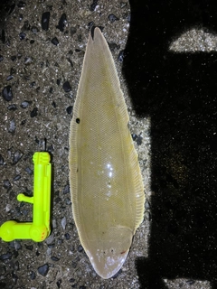 シタビラメの釣果