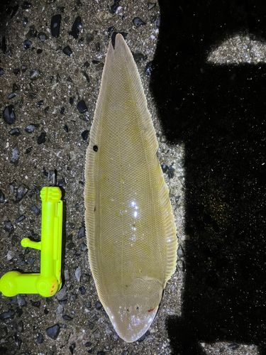 シタビラメの釣果