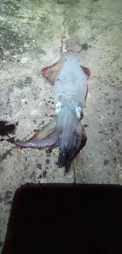 ケンサキイカの釣果