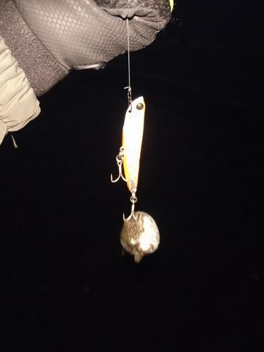 クサフグの釣果