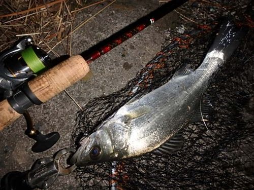 セイゴ（ヒラスズキ）の釣果