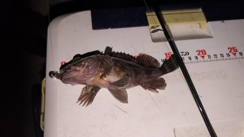 カサゴの釣果